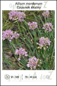 Allium-montanum.jpg
