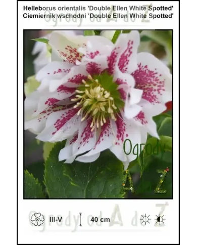 Helleborus-orientalis-Double-Ellen-White-Spotted.jpg