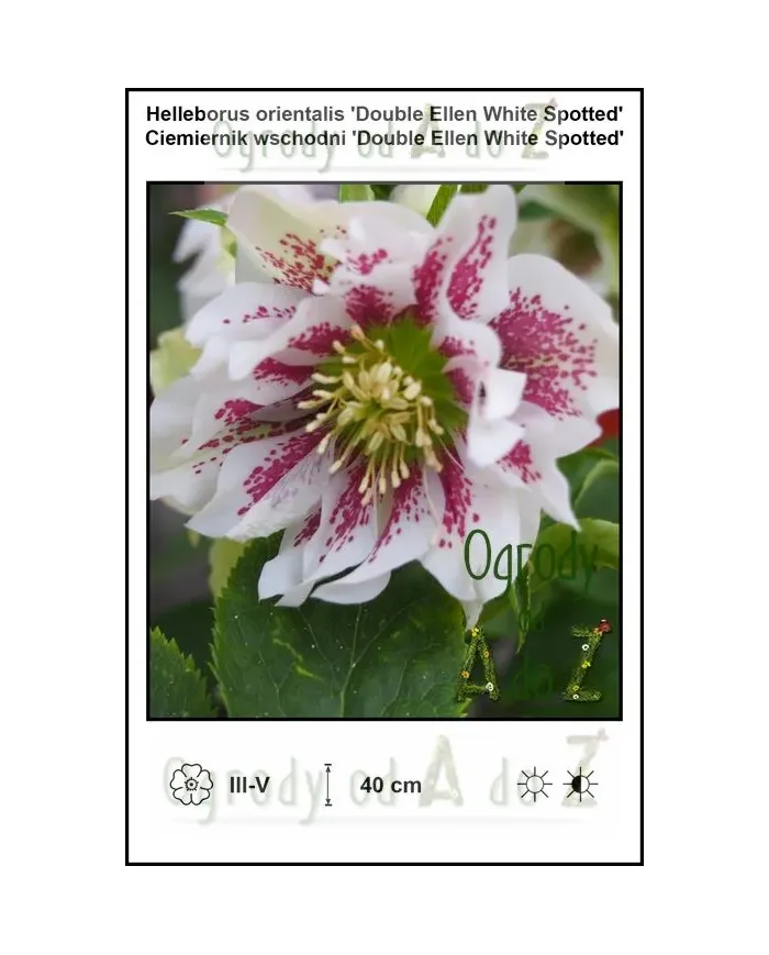 Helleborus-orientalis-Double-Ellen-White-Spotted.jpg