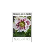 Helleborus-orientalis-Double-Ellen-White-Spotted.jpg