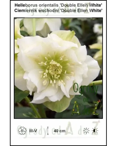Helleborus-orientalis-Double-Ellen-White.jpg