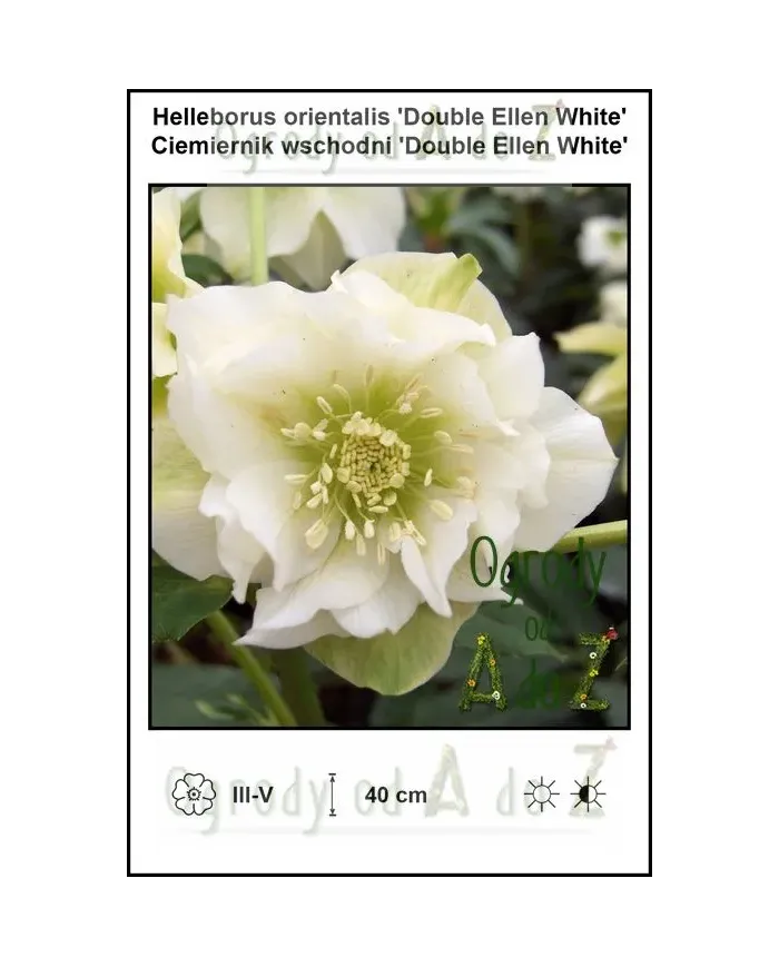 Helleborus-orientalis-Double-Ellen-White.jpg