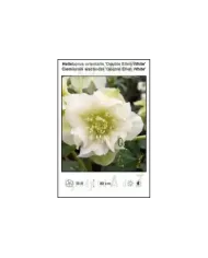 Helleborus-orientalis-Double-Ellen-White.jpg