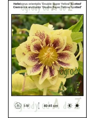 Helleborus-orientalis-Double-Super-Yellow-Spotted.jpg
