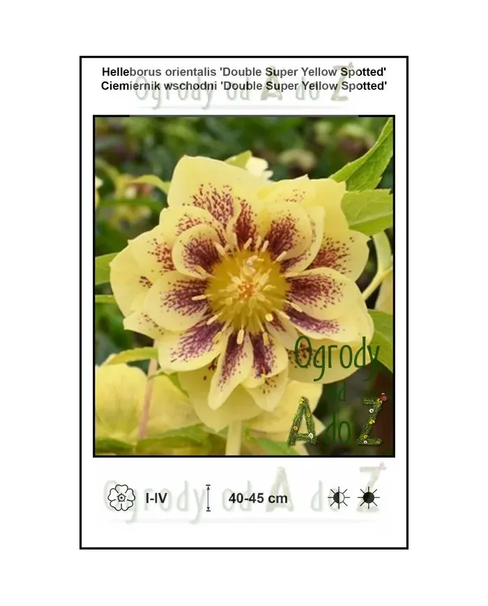 Helleborus-orientalis-Double-Super-Yellow-Spotted.jpg