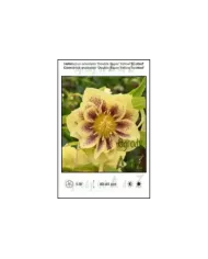 Helleborus-orientalis-Double-Super-Yellow-Spotted.jpg