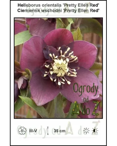 Helleborus-orientalis-Pretty-Ellen-Red.jpg