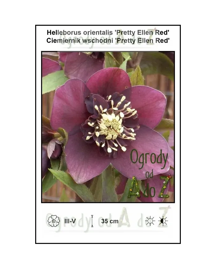Helleborus-orientalis-Pretty-Ellen-Red.jpg