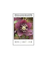 Helleborus-orientalis-Pretty-Ellen-Red.jpg
