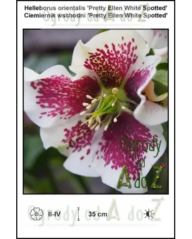 Helleborus-orientalis-Pretty-Ellen-White-Spotted.jpg