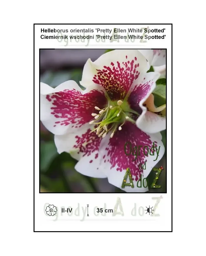 Helleborus-orientalis-Pretty-Ellen-White-Spotted.jpg