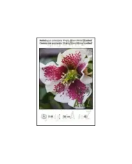Helleborus-orientalis-Pretty-Ellen-White-Spotted.jpg