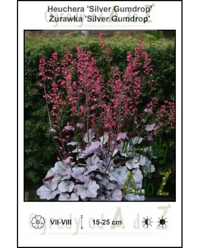Heuchera-Silver-Gumdrop.jpg Heuchera-Silver-Gumdrop.jpg