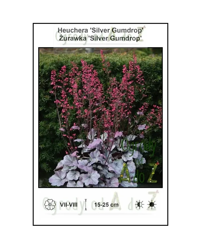 Heuchera-Silver-Gumdrop.jpg
