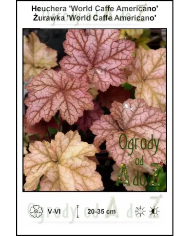 Heuchera-World-Caffe-Americano.jpg Heuchera-World-Caffe-Americano.jpg