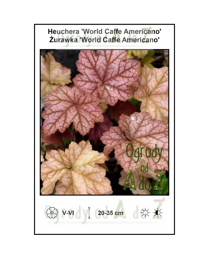 Heuchera-World-Caffe-Americano.jpg