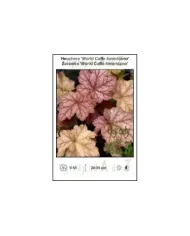Heuchera-World-Caffe-Americano.jpg