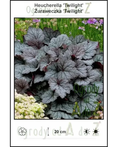 Heucherella-Twilight.jpg Heucherella-Twilight.jpg