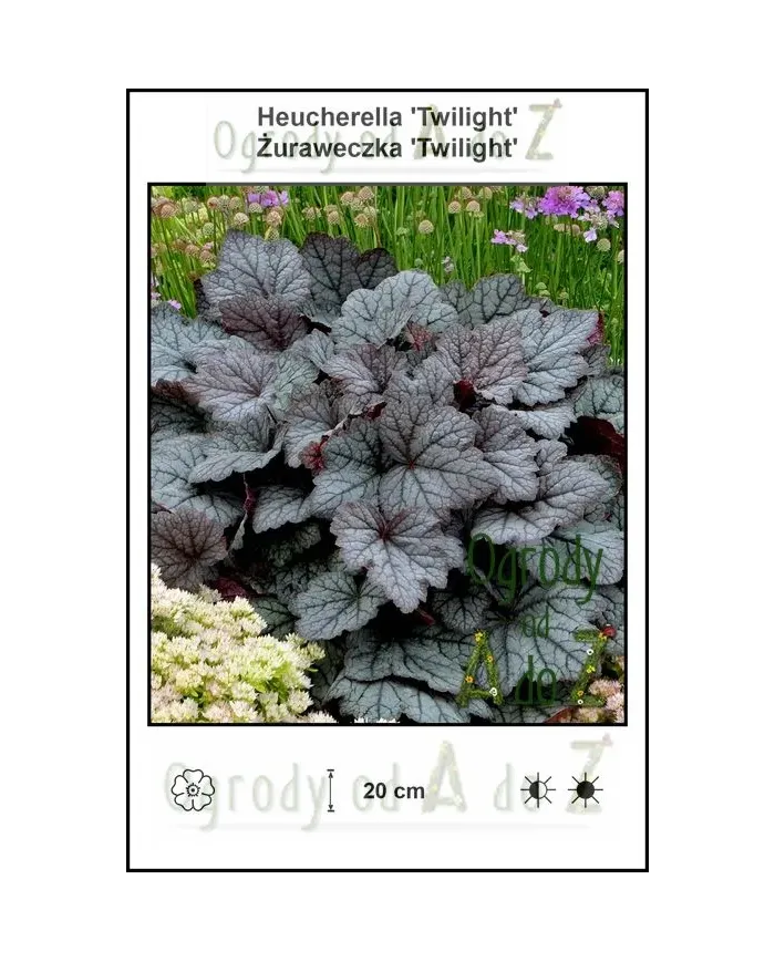 Heucherella-Twilight.jpg