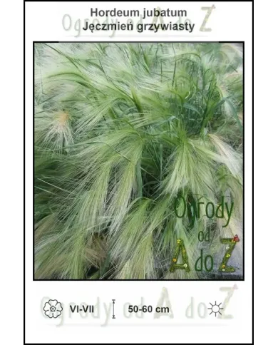 Hordeum-jubatum.jpg Hordeum-jubatum.jpg