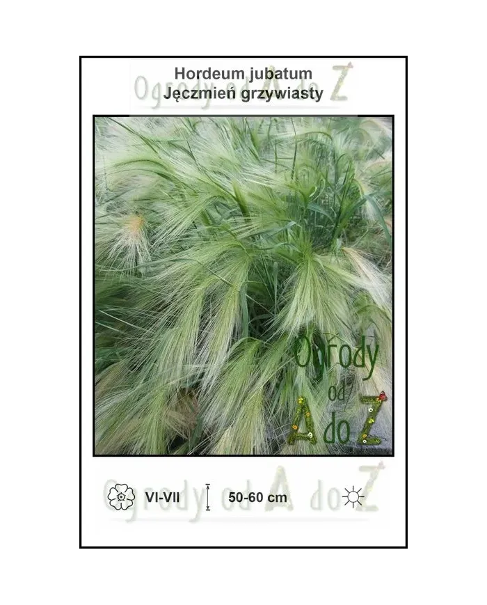 Hordeum-jubatum.jpg