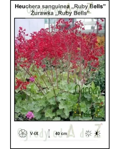 Heuchera-sanguinea-Ruby-Bells.jpg Heuchera-sanguinea-Ruby-Bells.jpg