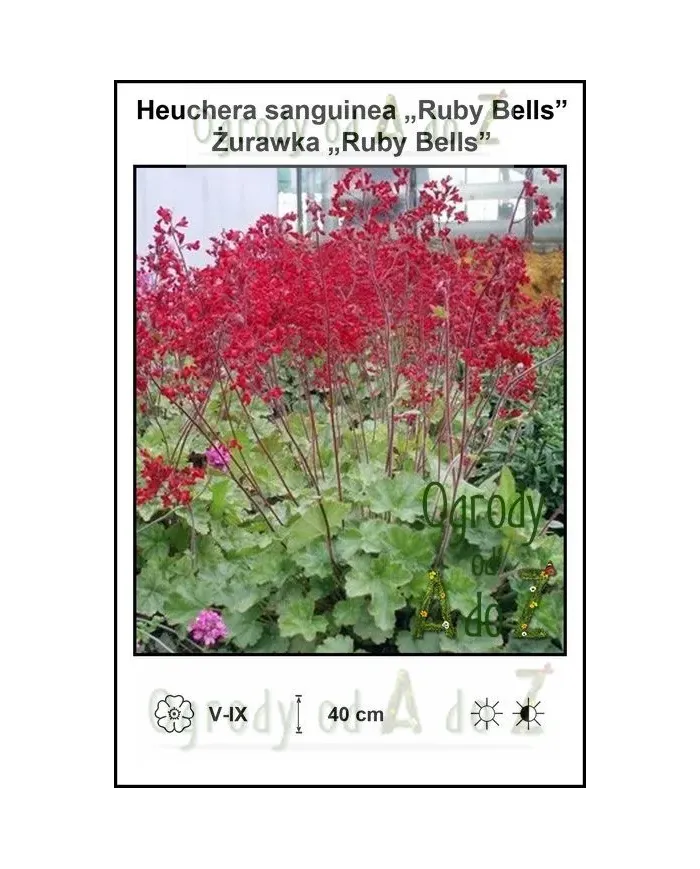 Heuchera-sanguinea-Ruby-Bells.jpg