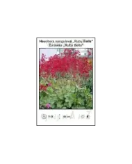 Heuchera-sanguinea-Ruby-Bells.jpg