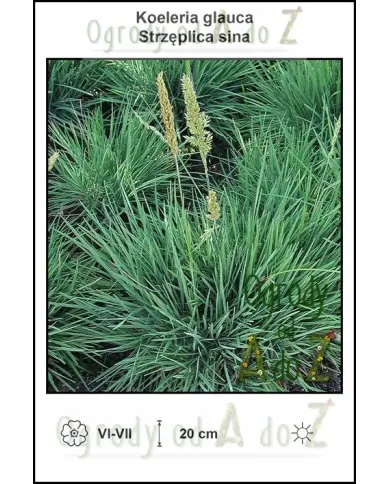 Koeleria-glauca.jpg Koeleria-glauca.jpg
