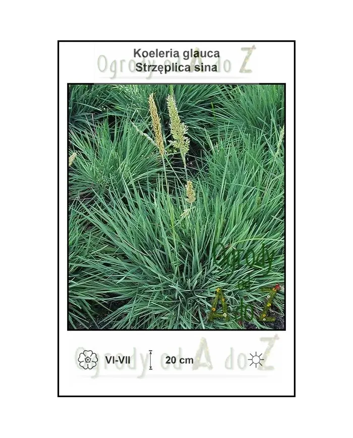 Koeleria-glauca.jpg