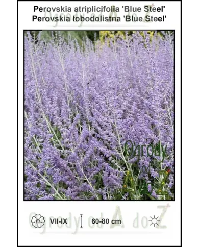 Perovskia-atriplicifolia-Blue-Steel.jpg
