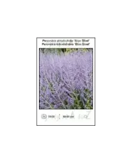 Perovskia-atriplicifolia-Blue-Steel.jpg