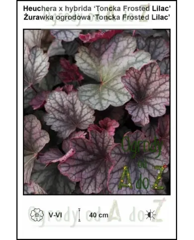 Heuchera-x-hybrida-Toncka-Frosted-Lilac.jpg Heuchera-x-hybrida-Toncka-Frosted-Lilac.jpg