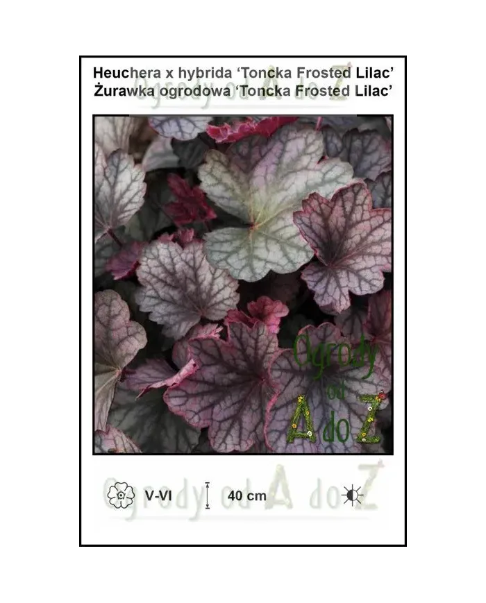 Heuchera-x-hybrida-Toncka-Frosted-Lilac.jpg