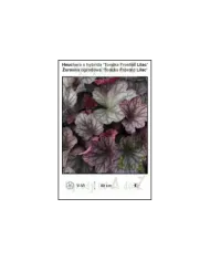 Heuchera-x-hybrida-Toncka-Frosted-Lilac.jpg