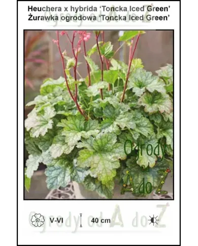 Heuchera-x-hybrida-Toncka-Iced-Green.jpg Heuchera-x-hybrida-Toncka-Iced-Green.jpg