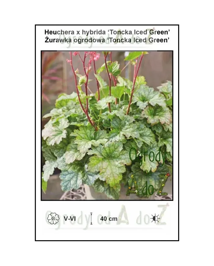 Heuchera-x-hybrida-Toncka-Iced-Green.jpg