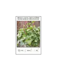 Heuchera-x-hybrida-Toncka-Iced-Green.jpg