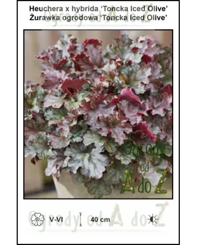 Heuchera-x-hybrida-Toncka-Iced-Olive.jpg Heuchera-x-hybrida-Toncka-Iced-Olive.jpg