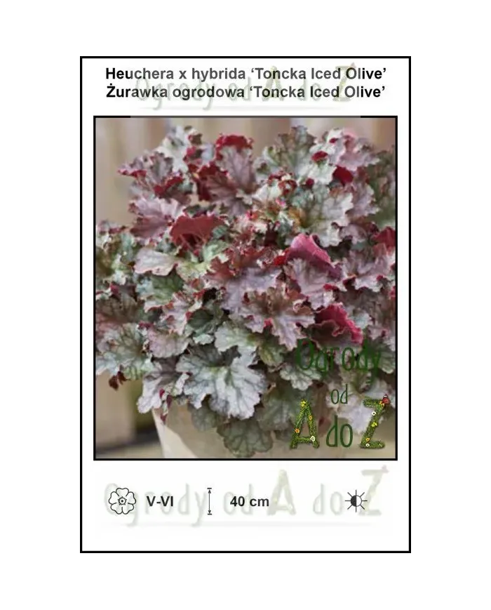 Heuchera-x-hybrida-Toncka-Iced-Olive.jpg