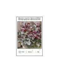 Heuchera-x-hybrida-Toncka-Iced-Olive.jpg