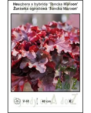 Heuchera-x-hybrida-Toncka-Maroon.jpg Heuchera-x-hybrida-Toncka-Maroon.jpg