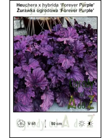 Heuchera-x-hybrida-Forever-Purple.jpg Heuchera-x-hybrida-Forever-Purple.jpg