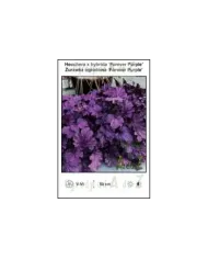 Heuchera-x-hybrida-Forever-Purple.jpg