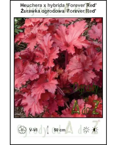 Heuchera-x-hybrida-Forever-Red.jpg Heuchera-x-hybrida-Forever-Red.jpg