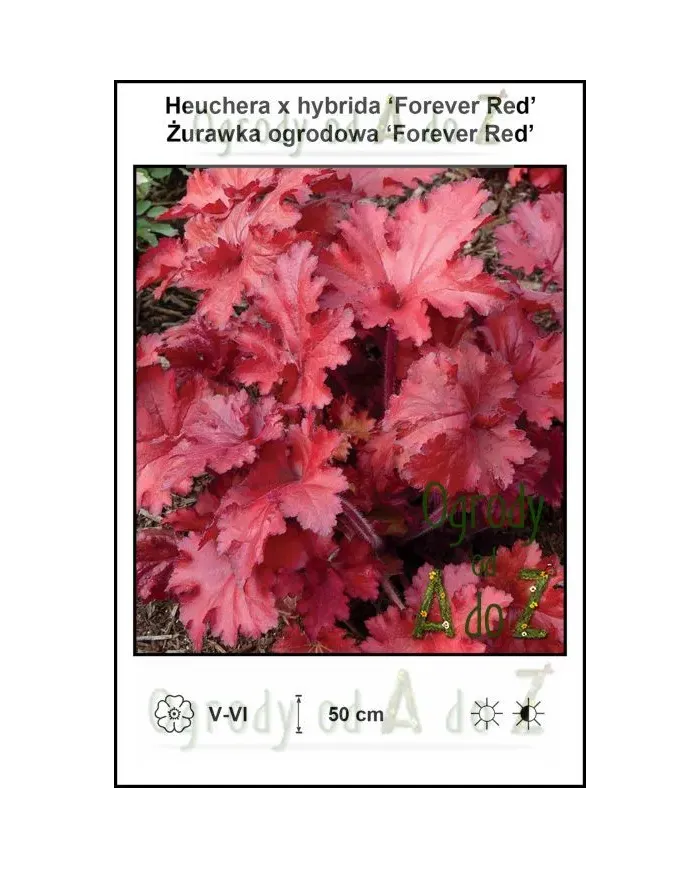 Heuchera-x-hybrida-Forever-Red.jpg