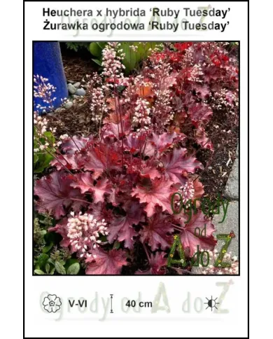 Heuchera-x-hybrida-Ruby-Tuesday.jpg Heuchera-x-hybrida-Ruby-Tuesday.jpg