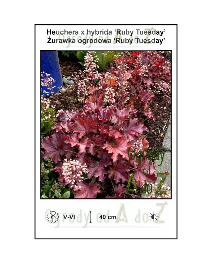 Heuchera-x-hybrida-Ruby-Tuesday.jpg
