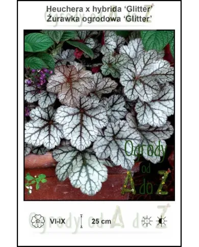 Heuchera-x-hybrida-Glitter.jpg Heuchera-x-hybrida-Glitter.jpg
