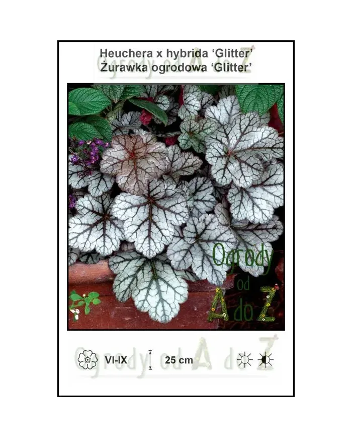 Heuchera-x-hybrida-Glitter.jpg